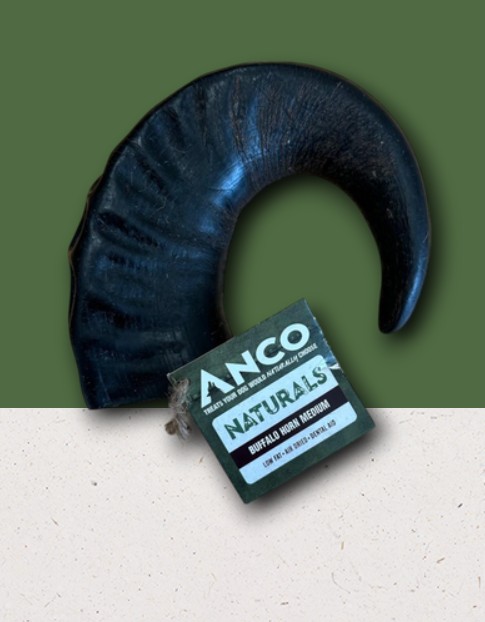 Anco Buffalo Horn Medium Anco Buffalo Horns - Image 1