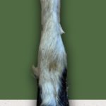 Anco Hairy Lamb Trotter