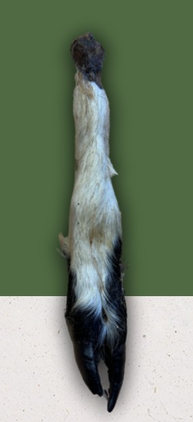 Anco Hairy Lamb Trotter Anco Hairy Lamb Trotter - Image 1