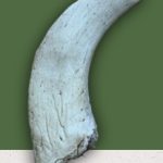 Anco Lamb Horn Marrows