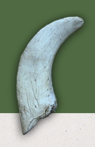 Anco Lamb Horn Marrow Anco Lamb Horn Marrows - Image 1