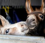 Saracen Donkey Diet 20kg - Image 4