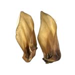 Medium Buffalo Ear